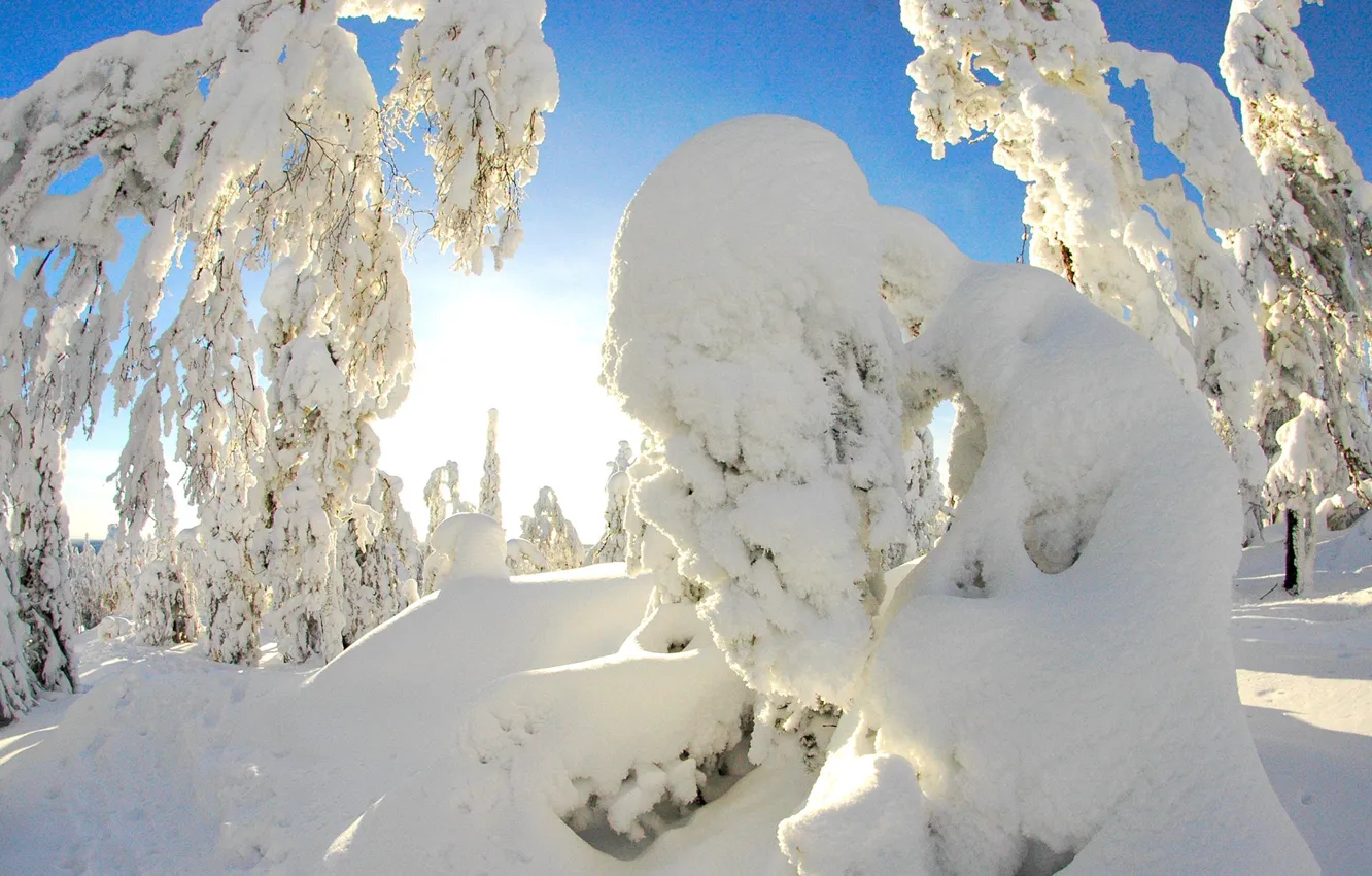 Photo wallpaper winter, snow, trees, nature
