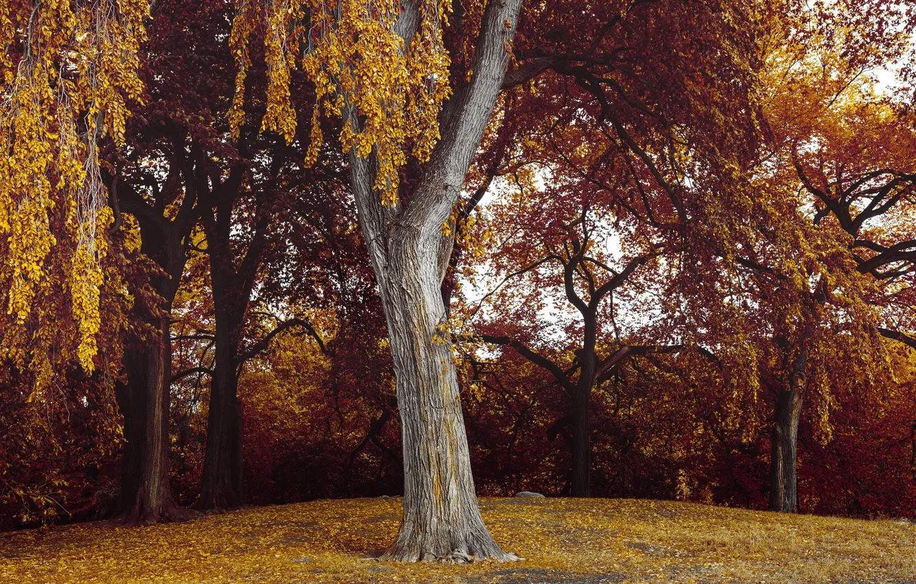 Photo wallpaper autumn, leaves, trees, nature, Brooklyn, USA, Prospect Park