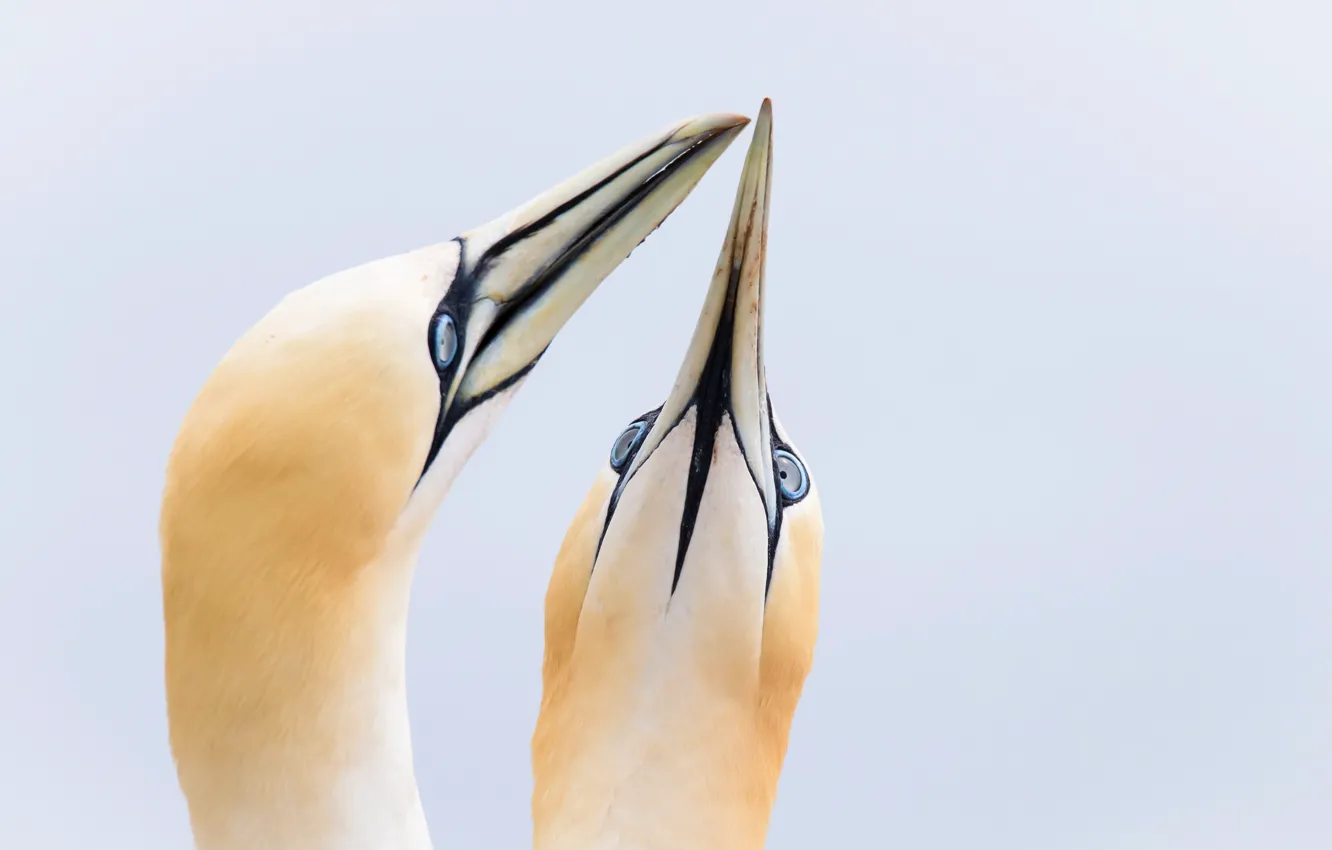 Photo wallpaper nature, background, bird