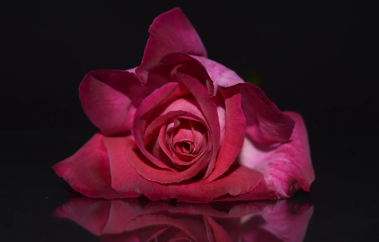 Photo wallpaper roses, petals, black background