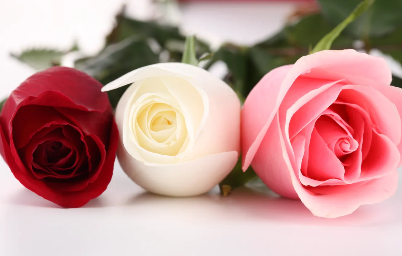 Photo wallpaper white, red, roses, three, pink