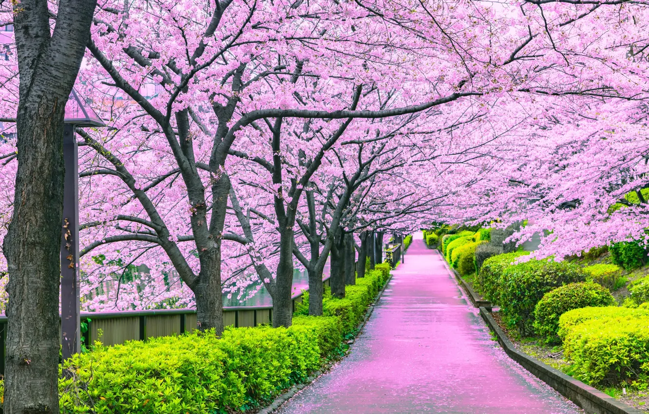 Photo wallpaper Park, Sakura, alley