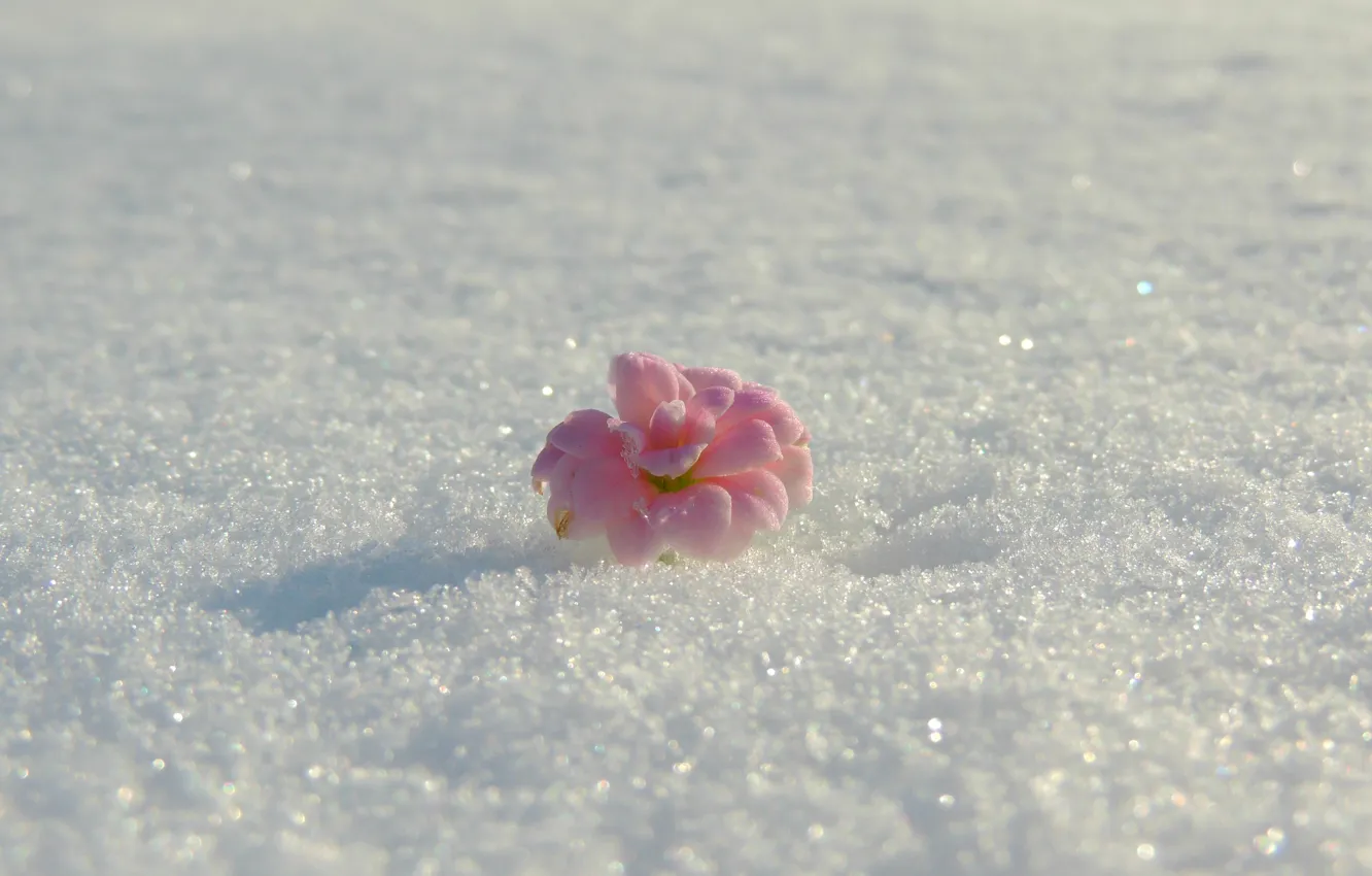 Photo wallpaper winter, snow, flowers