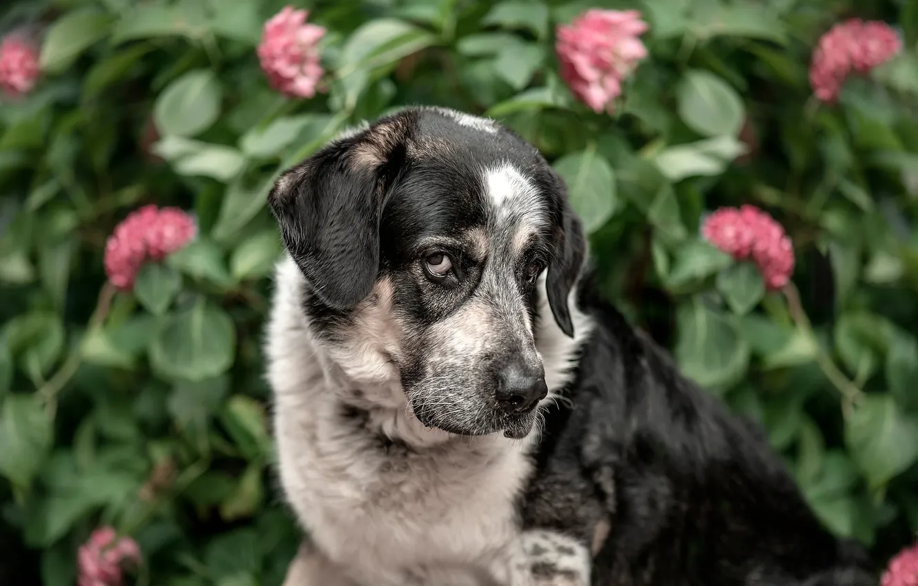 Photo wallpaper look, each, dog