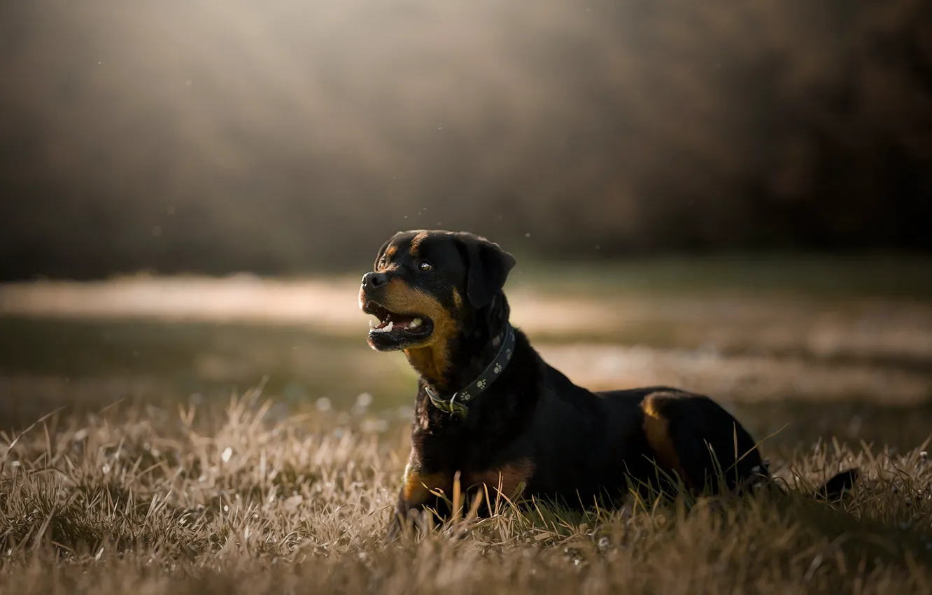 Photo wallpaper grass, look, light, nature, glade, black, dog, puppy