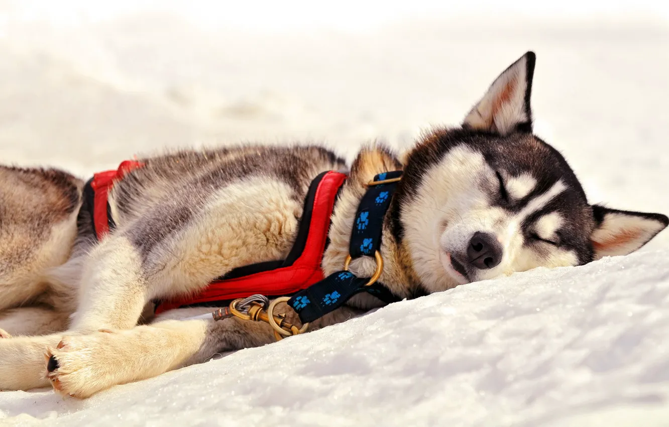 Photo wallpaper snow, sleep, dog