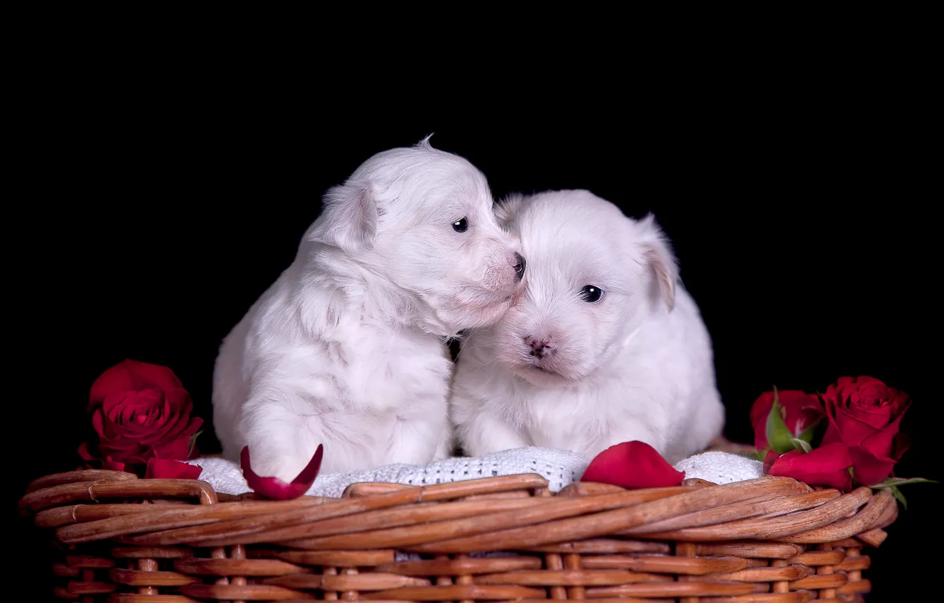 Photo wallpaper dogs, look, flowers, roses, petals, puppies, red, white