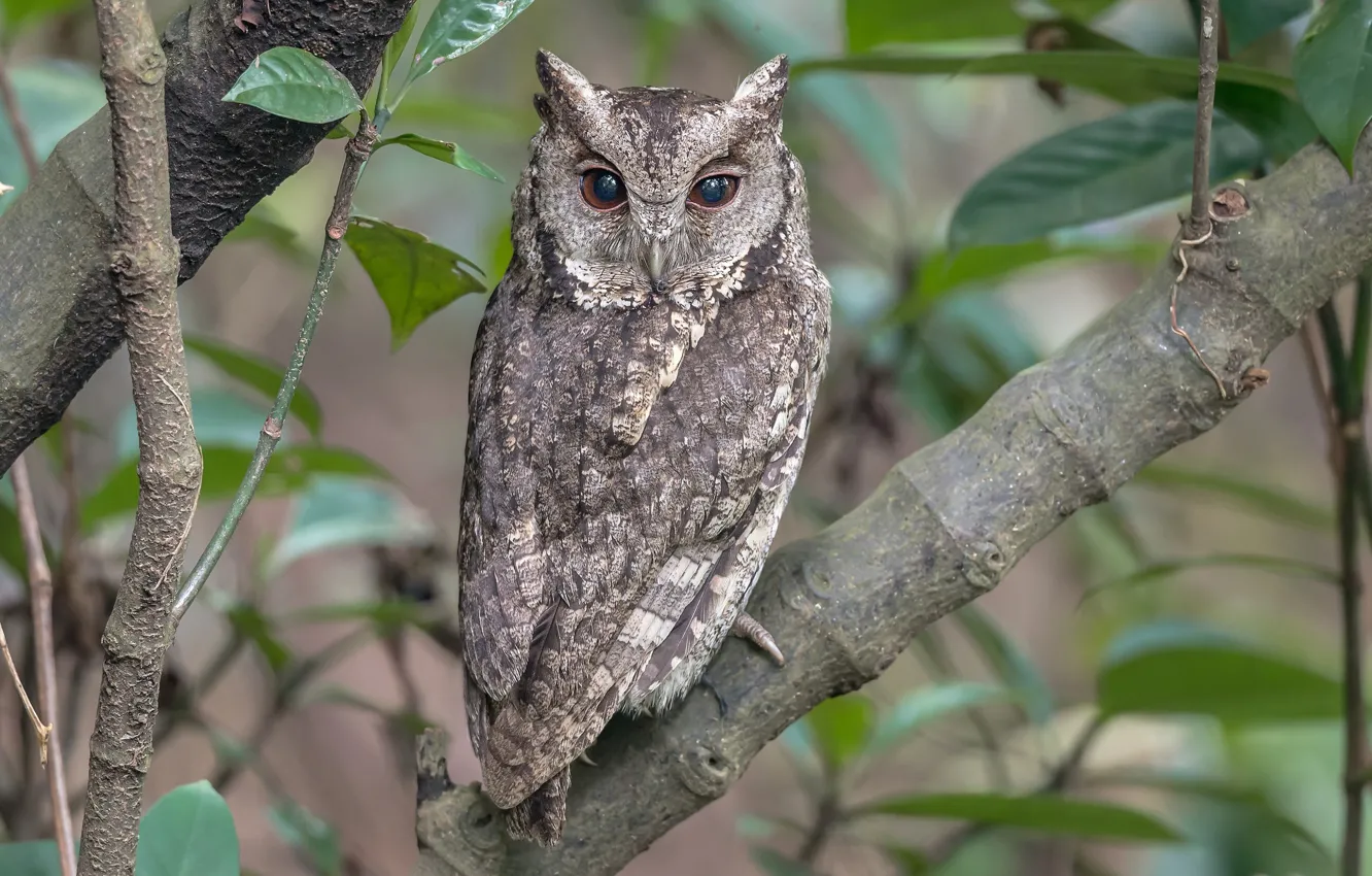 Photo wallpaper owl, feathers, disguise