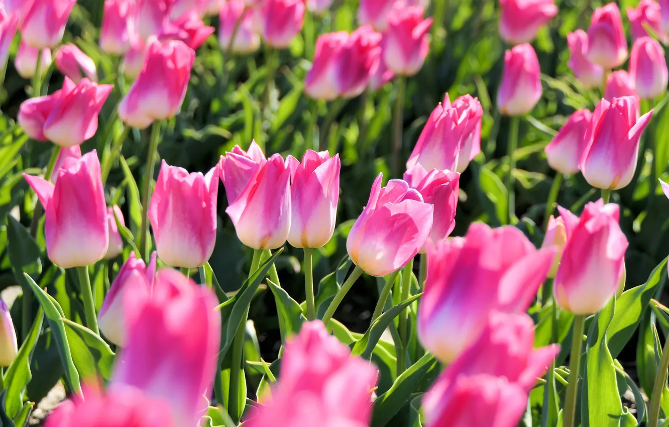 Photo wallpaper field, leaves, light, flowers, glade, spring, tulips, pink