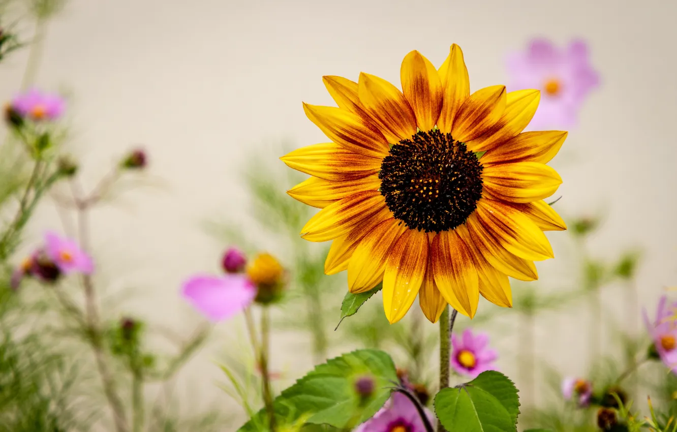 Photo wallpaper summer, sunflowers, flowers, yellow, bright, pink, bokeh