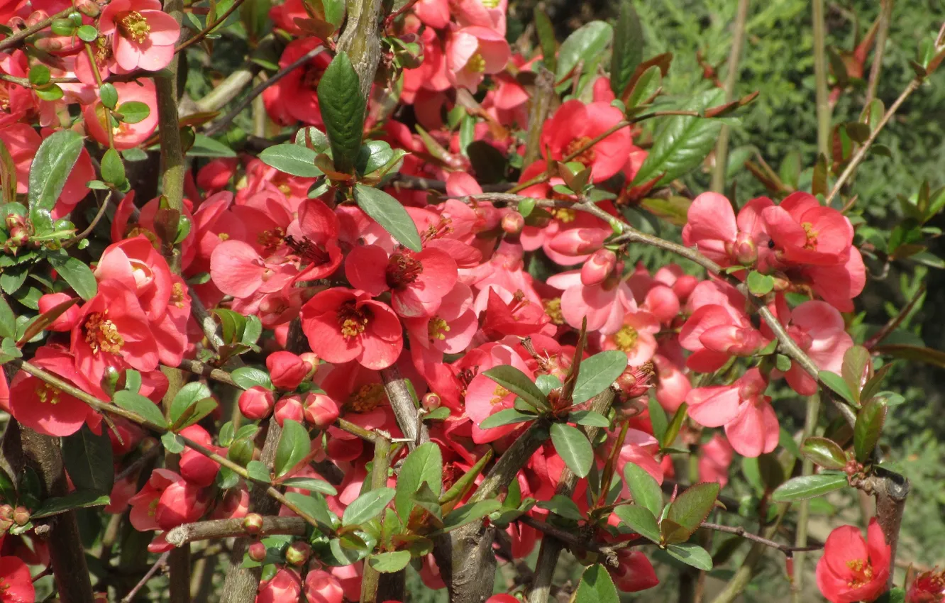 Photo wallpaper flowers, April, the bushes, quince, spring 2018, Meduzanol ©