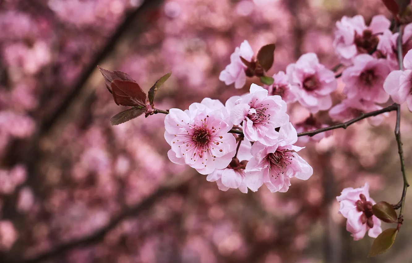 Photo wallpaper flowers, branches, spring, Sakura, pink, flowering, bokeh