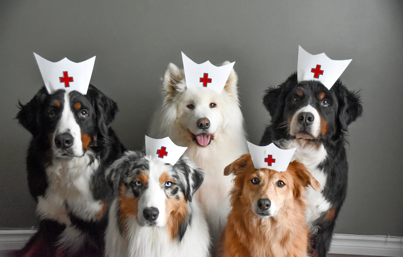 Photo wallpaper dog, look, pose, face, Samoyed