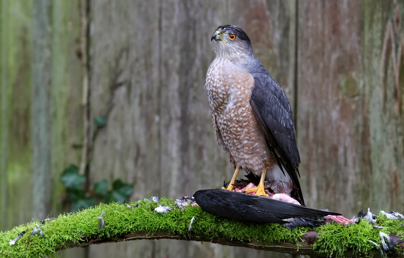 Photo wallpaper branches, bird, moss, predator, bitches, mining, Hawk Cooper's