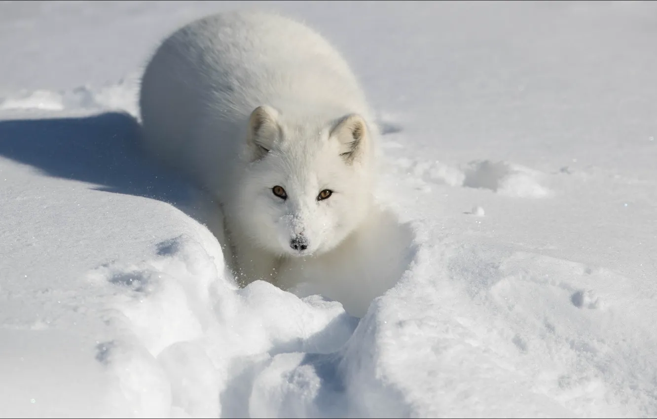 Photo wallpaper fox, animals, winter, snow