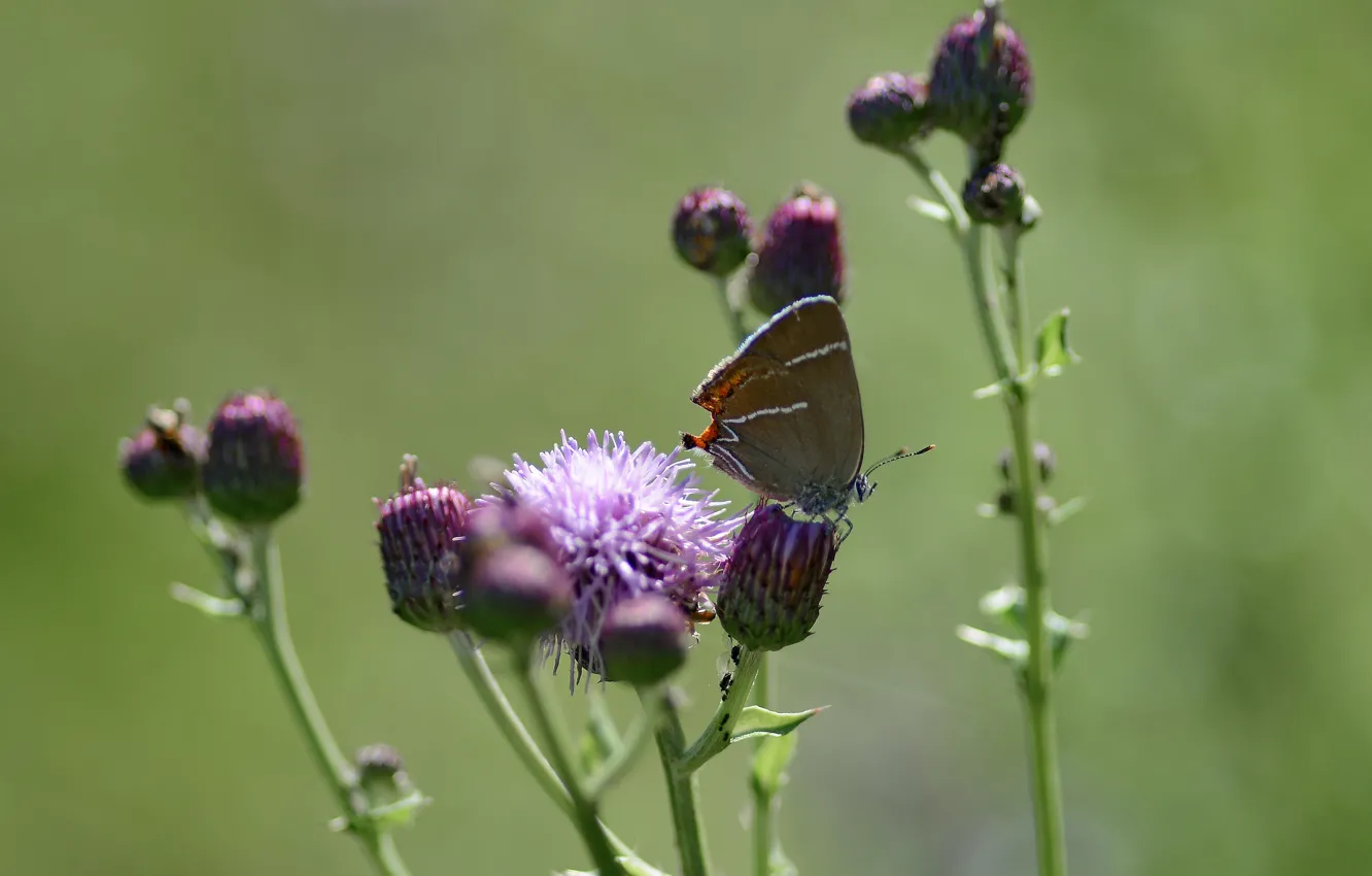 Photo wallpaper background, butterfly, summer mood