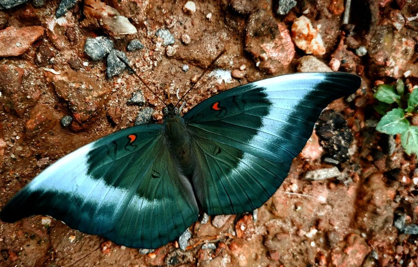 Photo wallpaper macro, butterfly, wings, stones, closeup