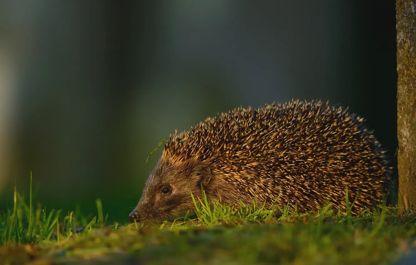 Photo wallpaper barb, hedgehog