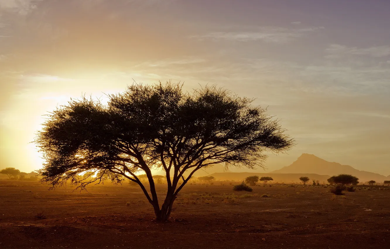 Photo wallpaper trees, landscape, Morocco