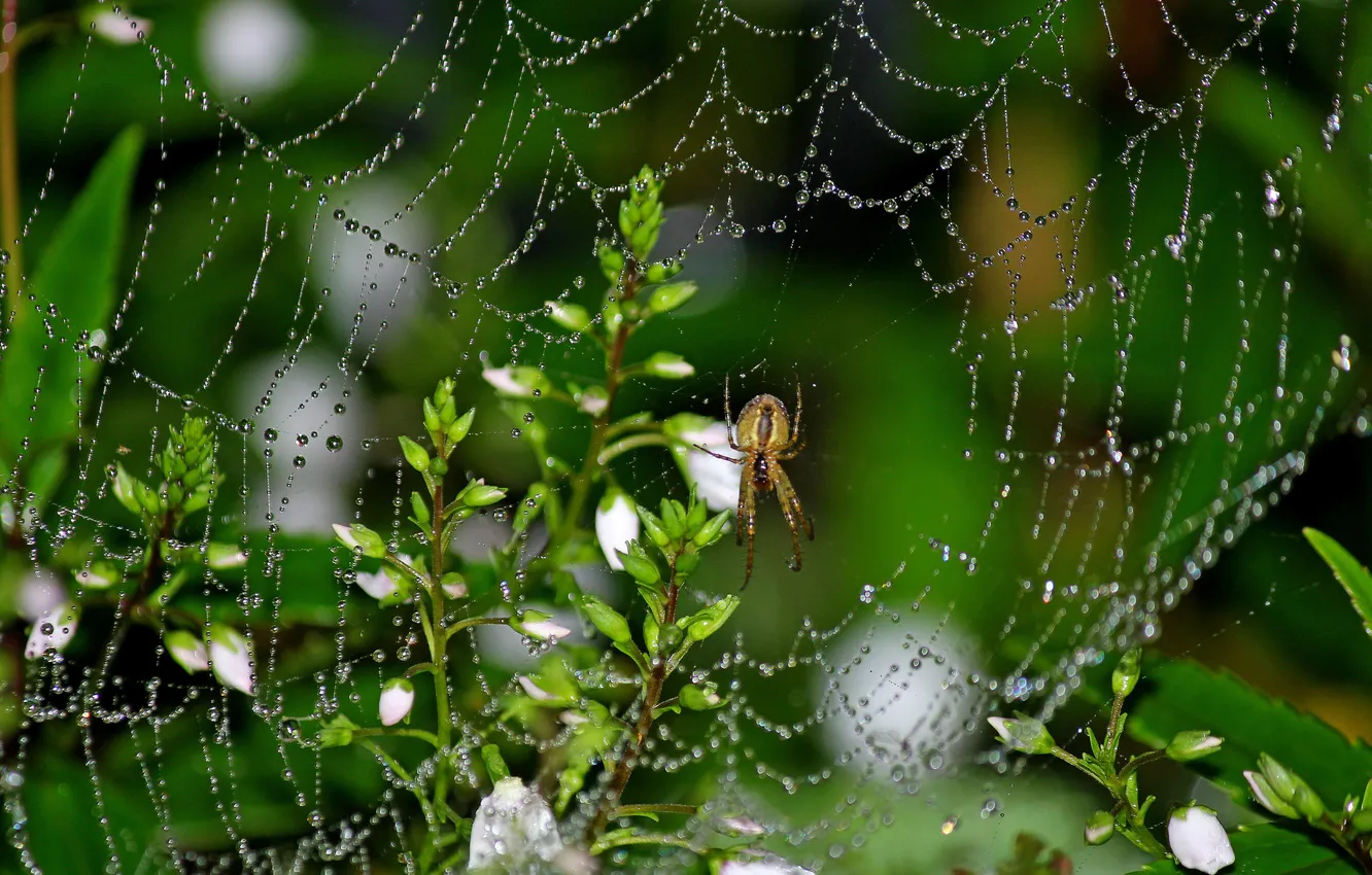Photo wallpaper drops, macro, flowers, Rosa, web, spider
