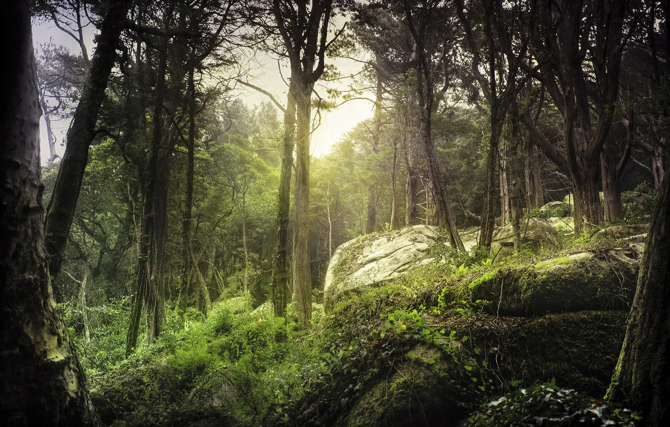 Photo wallpaper forest, light, nature, stones, moss