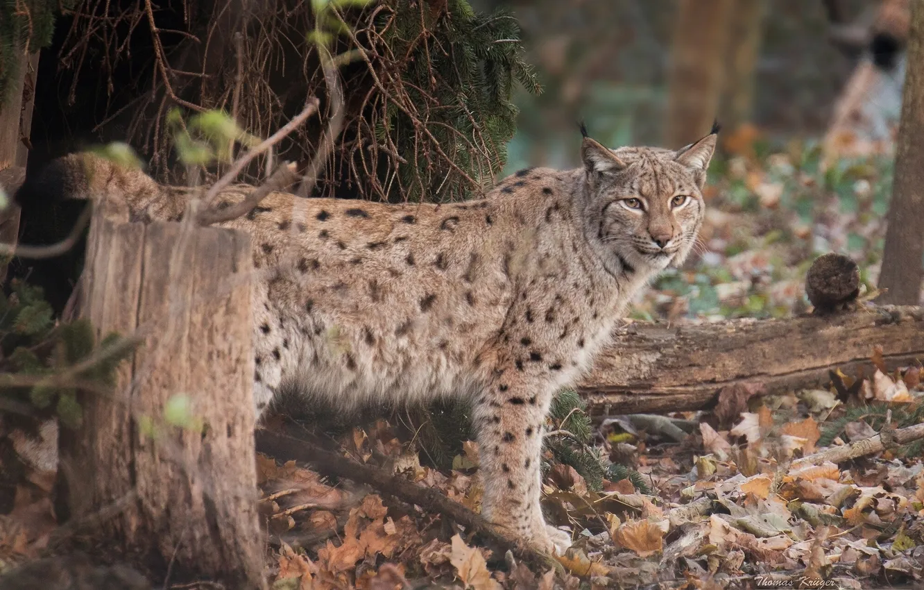 Photo wallpaper forest, leaves, predator, lynx, wild cat