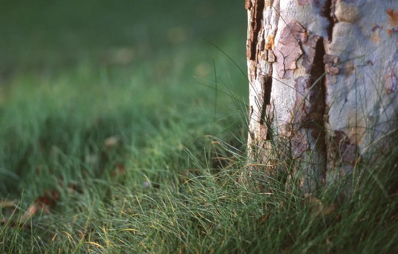 Photo wallpaper grass, macro, trees