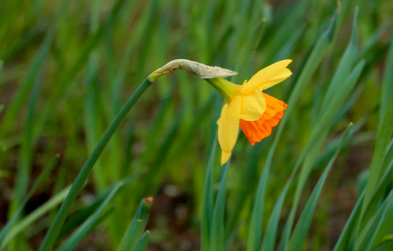 Photo wallpaper flower, spring, Narcissus, Daffodil