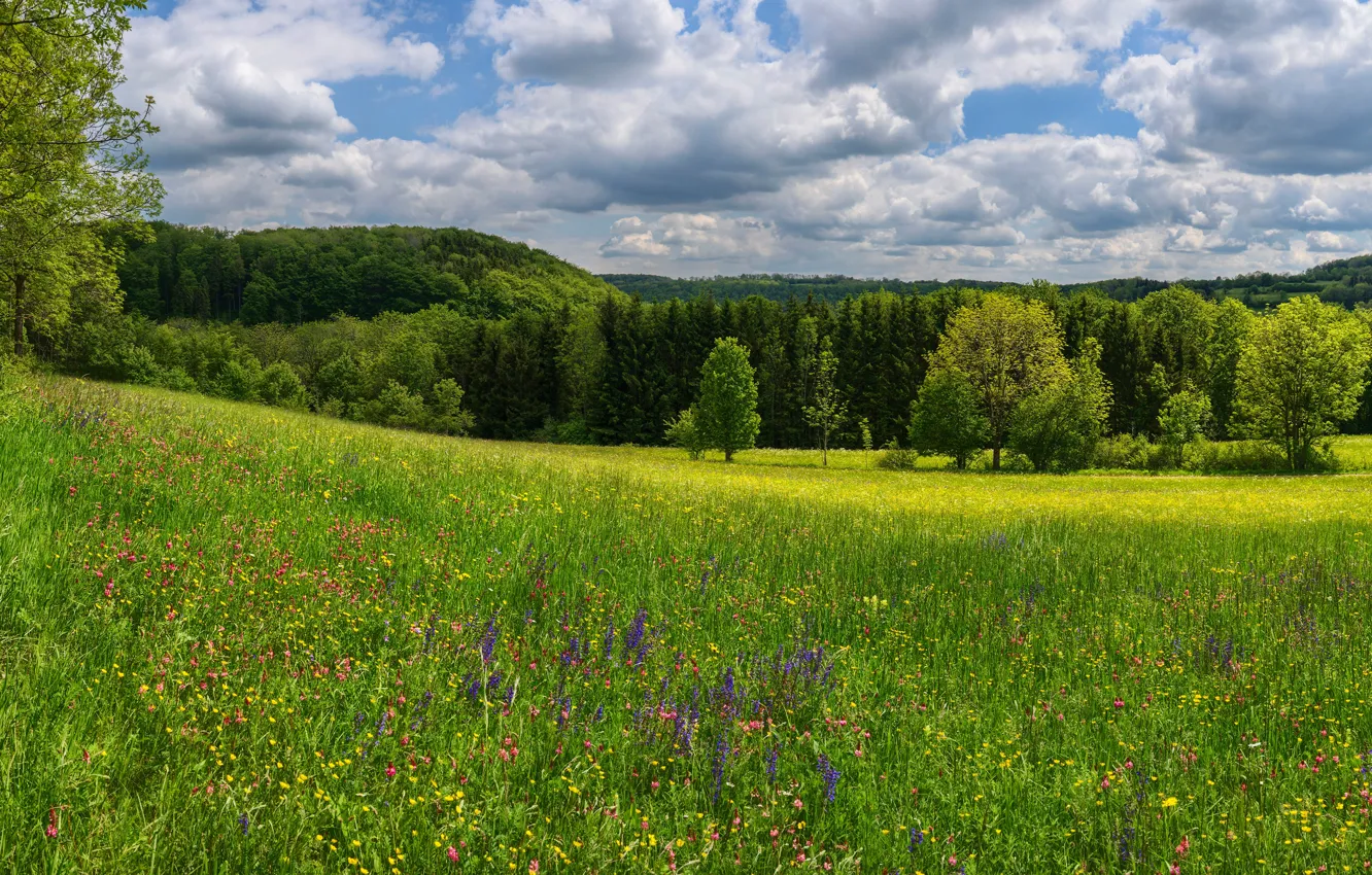 Photo wallpaper greens, field, forest, the sky, grass, the sun, clouds, trees