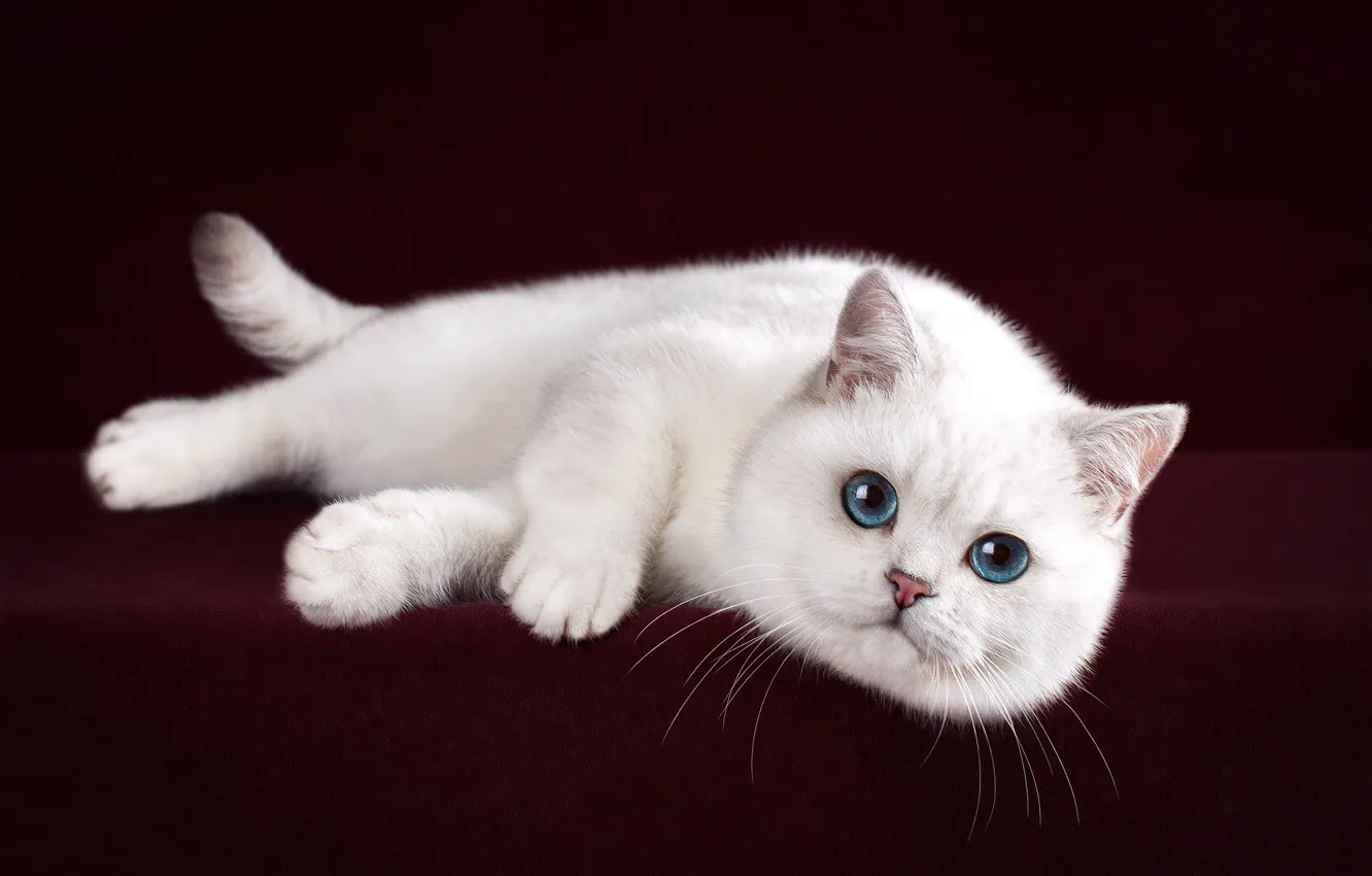 Photo wallpaper cat, white, pose, the dark background, kitty, cute, lies, blue eyes