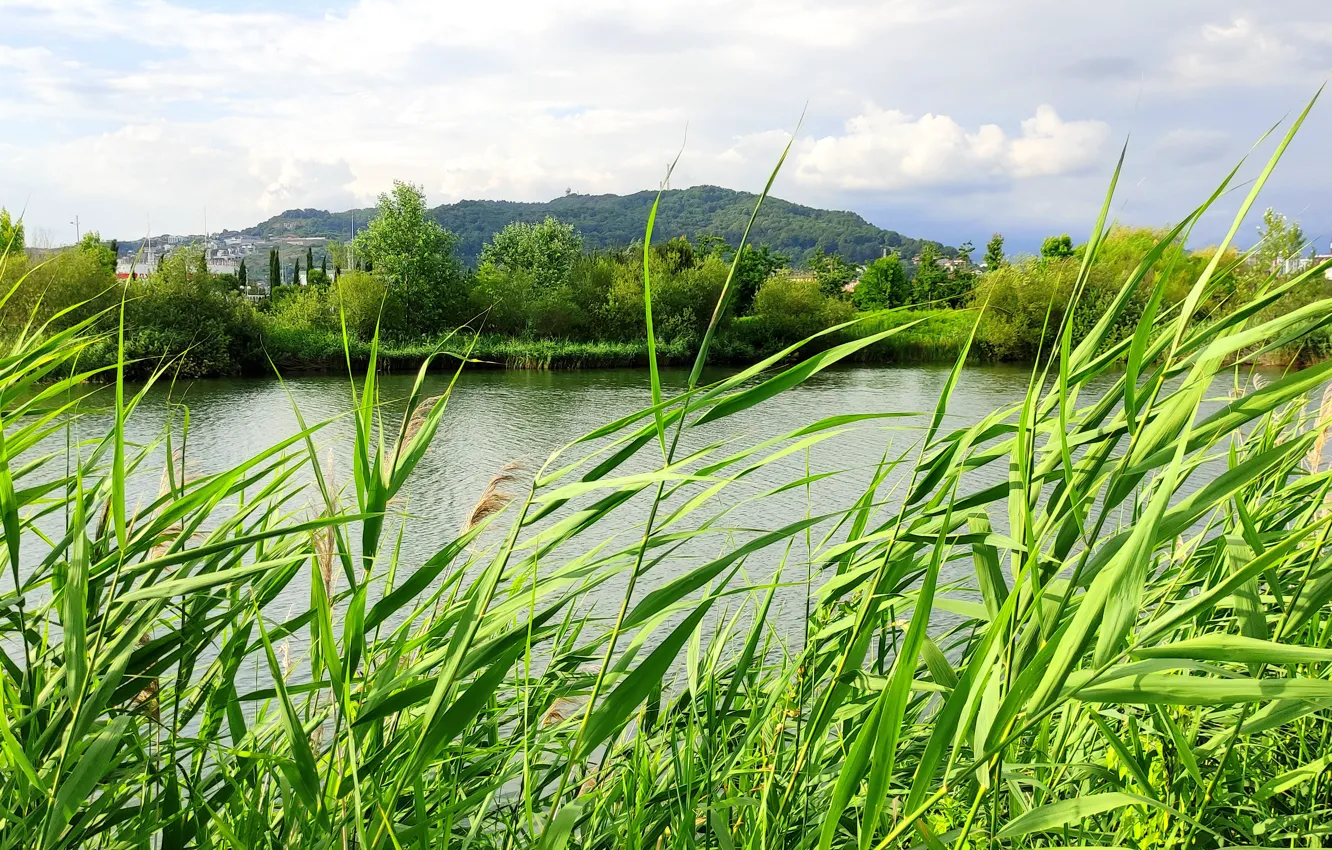 Photo wallpaper summer, lake, Sochi, July, Adler, ornithologicalpa