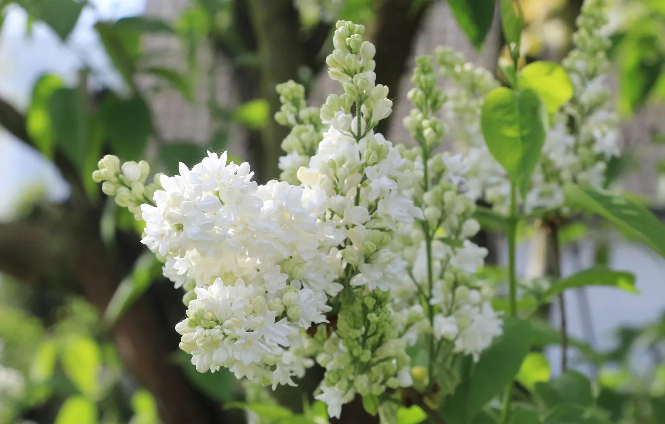 Photo wallpaper white, flower, lilac