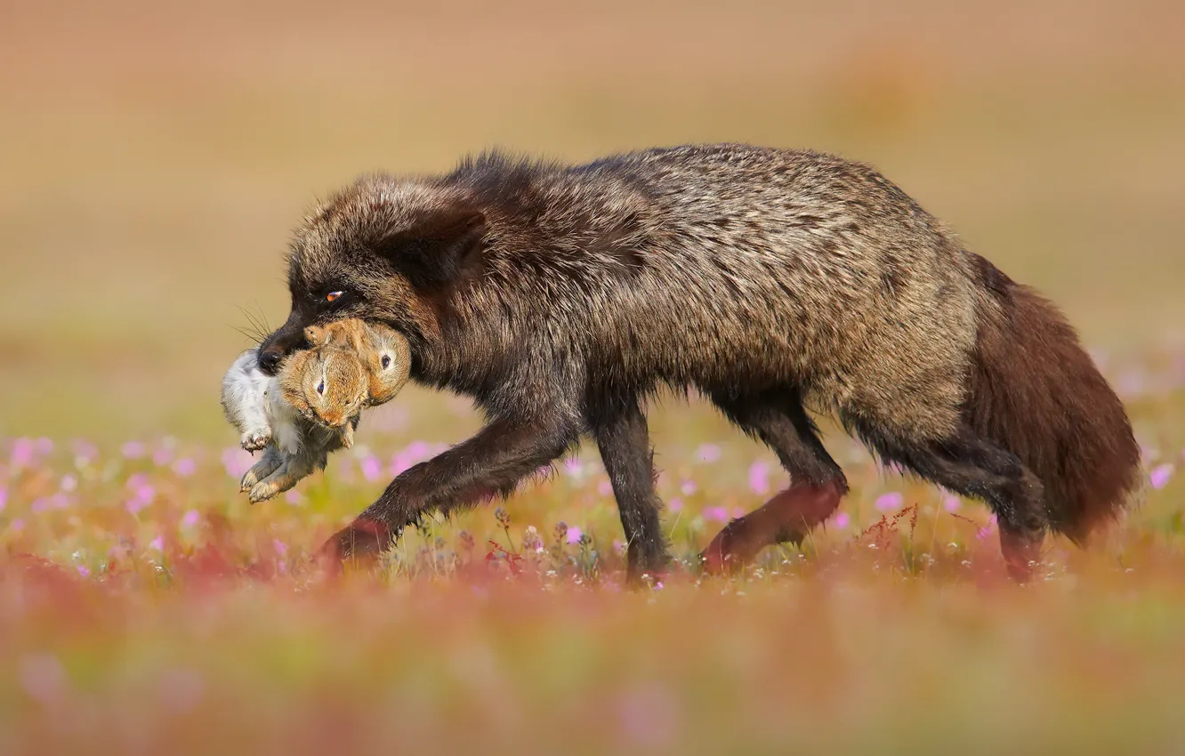Photo wallpaper Fox, hunting, beast