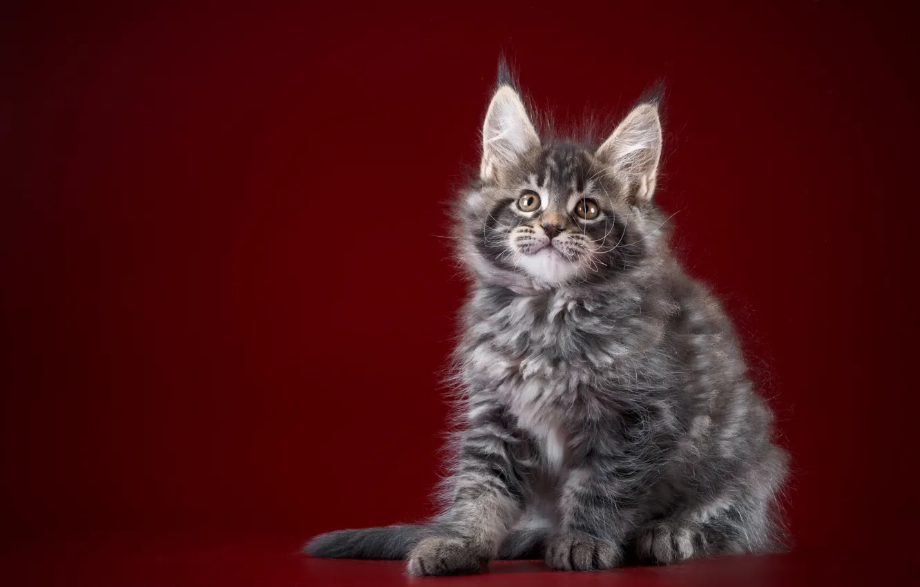 Photo wallpaper Cat, kitty, baby, Maine Coon