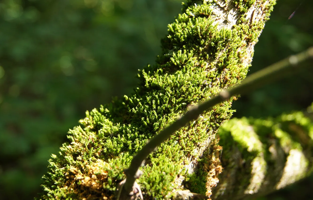 Photo wallpaper forest, summer, grass, nature, green, moss