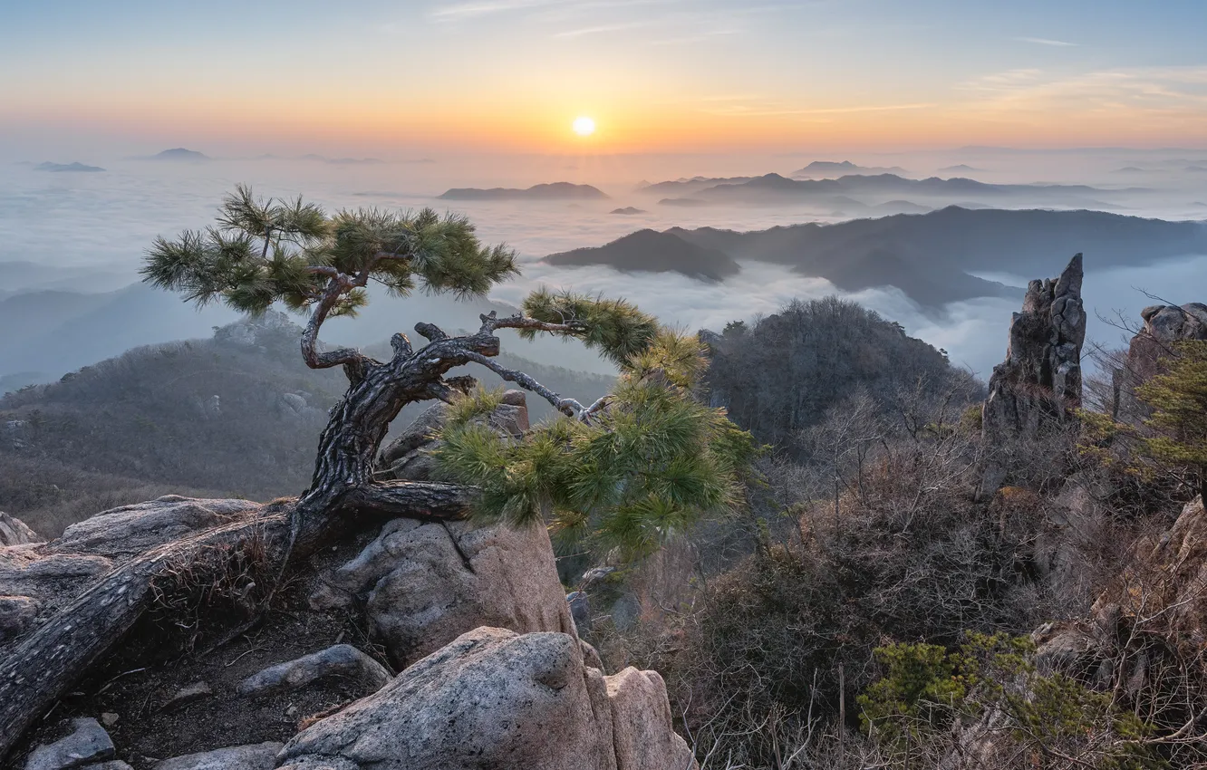 Photo wallpaper mountains, fog, rocks, horizon, space, sunrise, the view from the top, pine