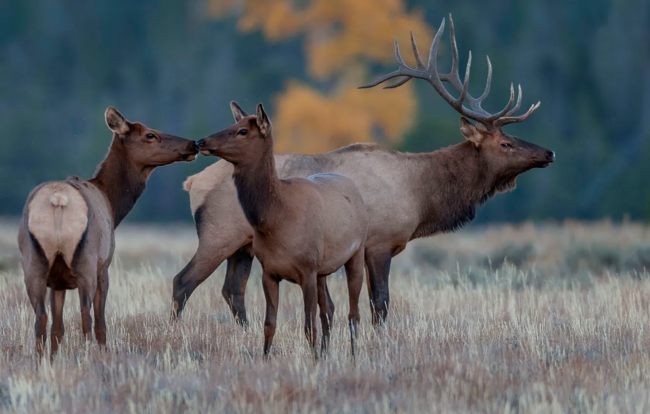 Photo wallpaper field, deer, wildlife