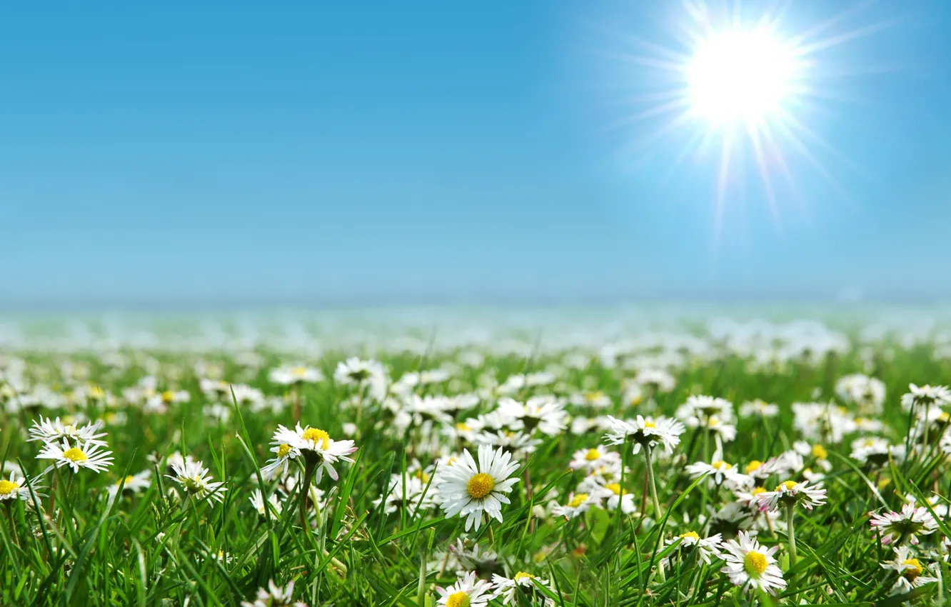 Photo wallpaper field, the sky, the sun, blue, chamomile
