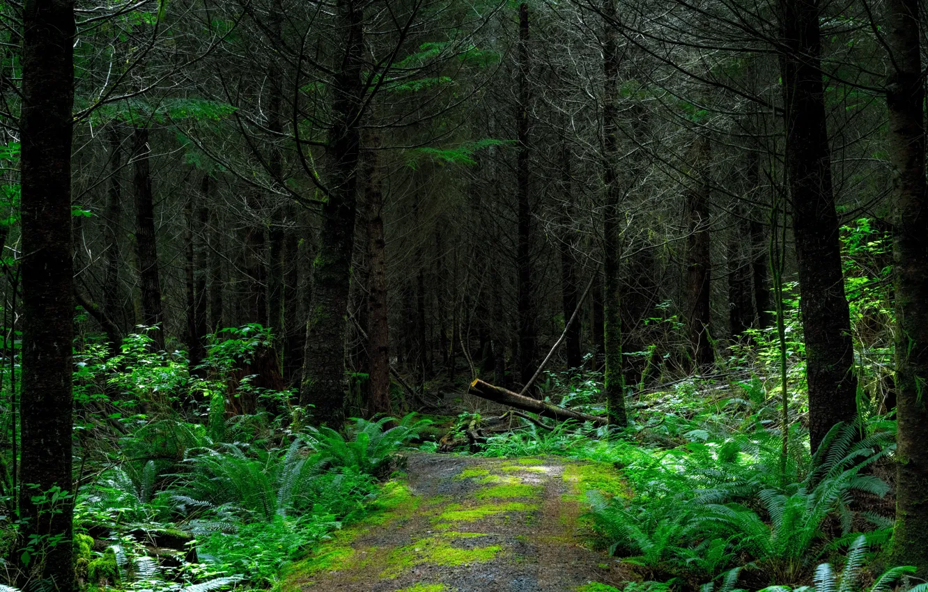Photo wallpaper road, forest, trees, nature, fern