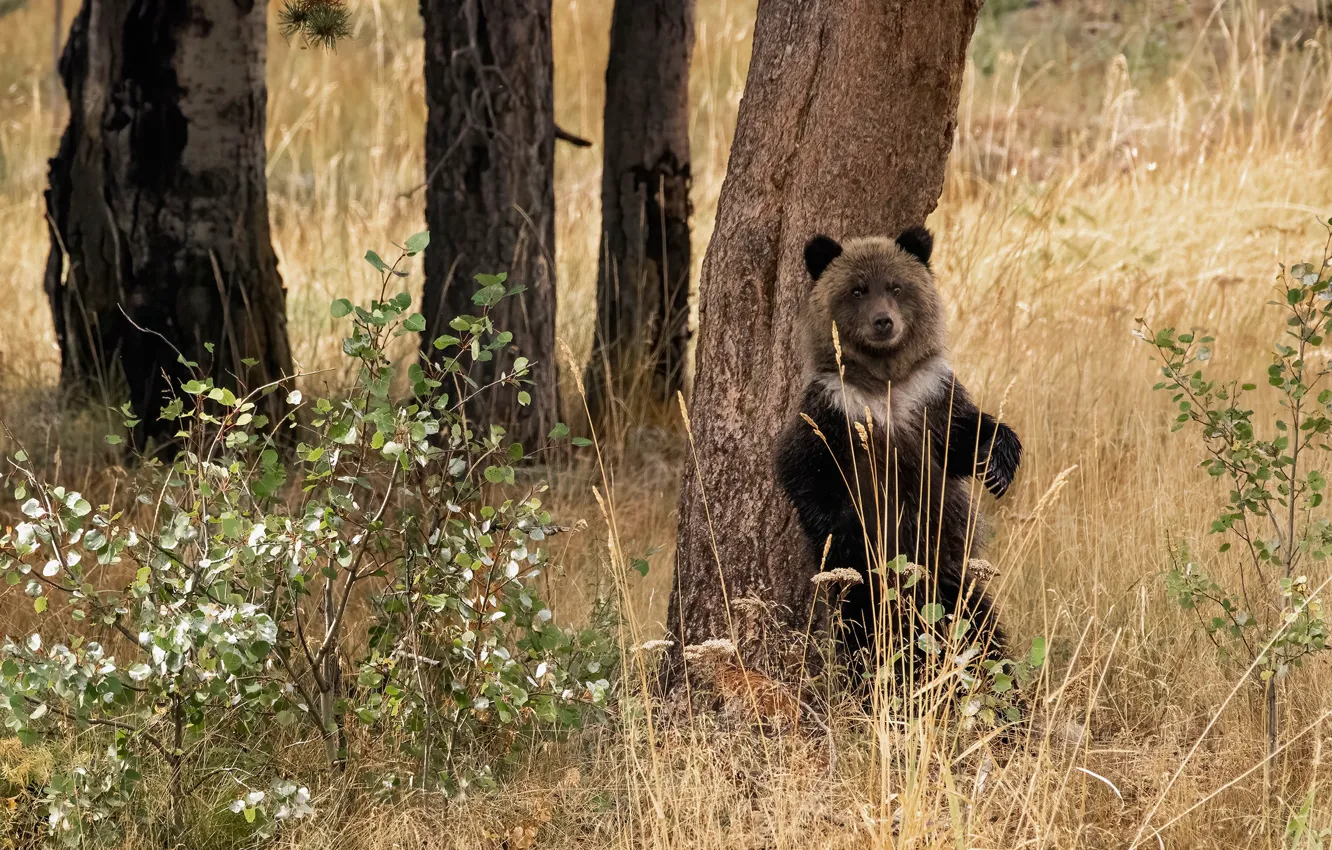 Photo wallpaper forest, trees, nature, bear, bear, the bushes, stand