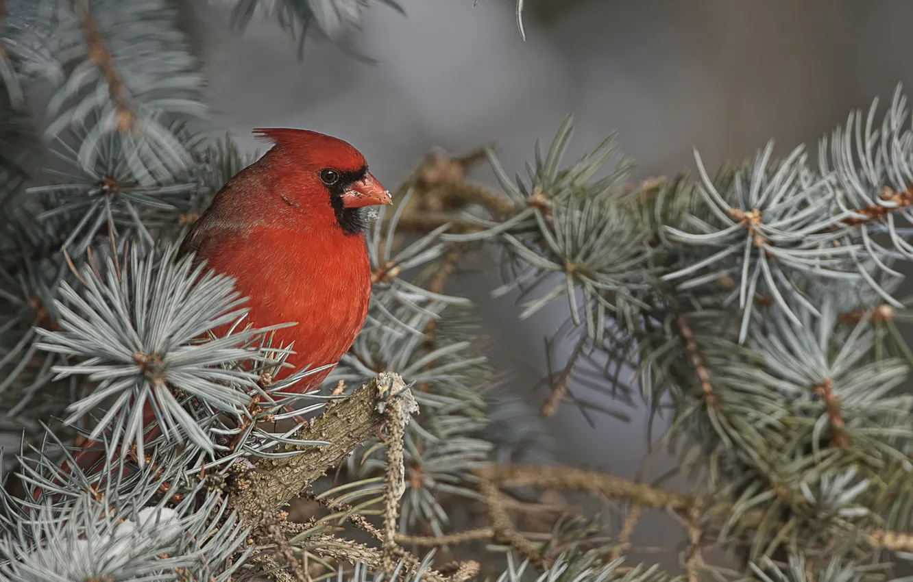 Photo wallpaper branches, nature, bird, needles, cardinal