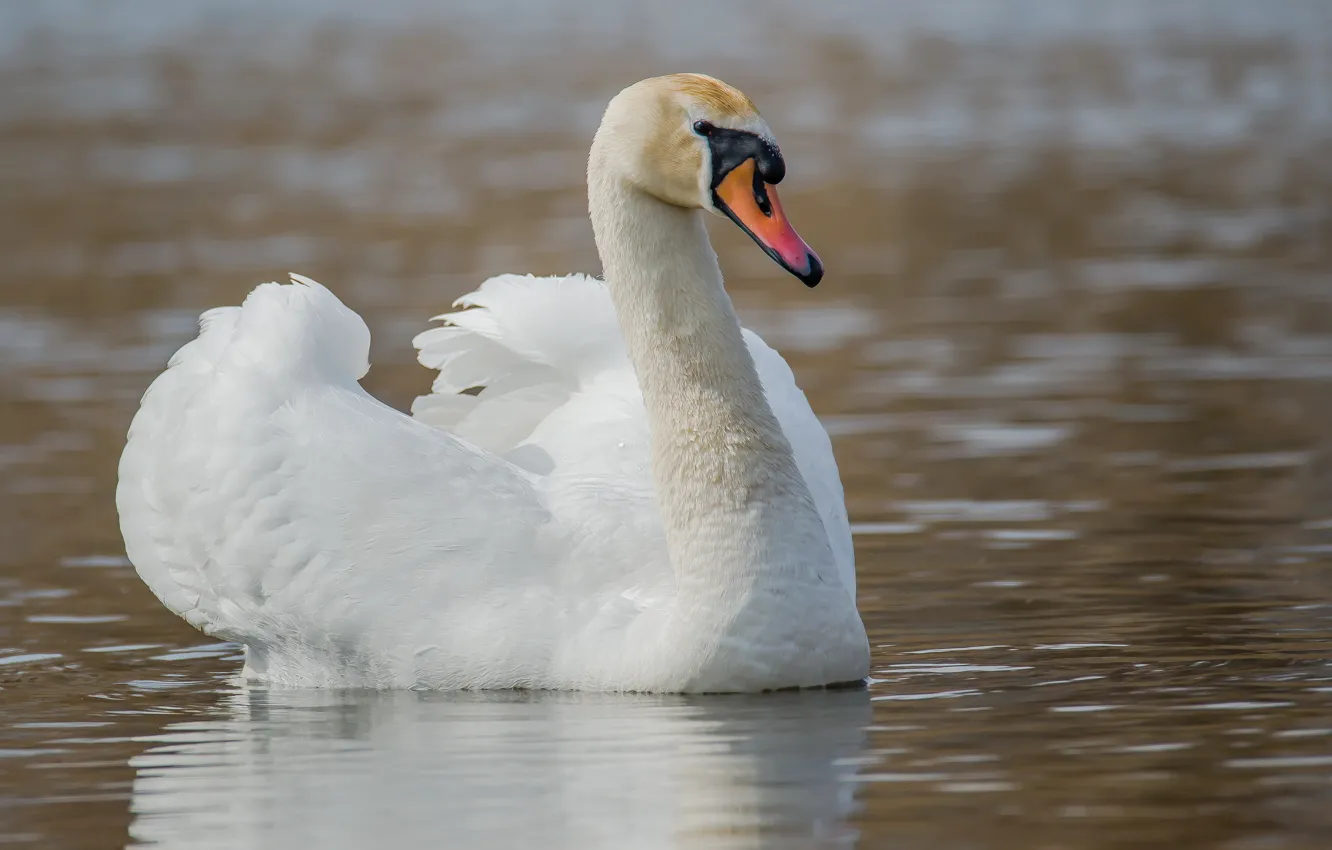Photo wallpaper nature, bird, swans