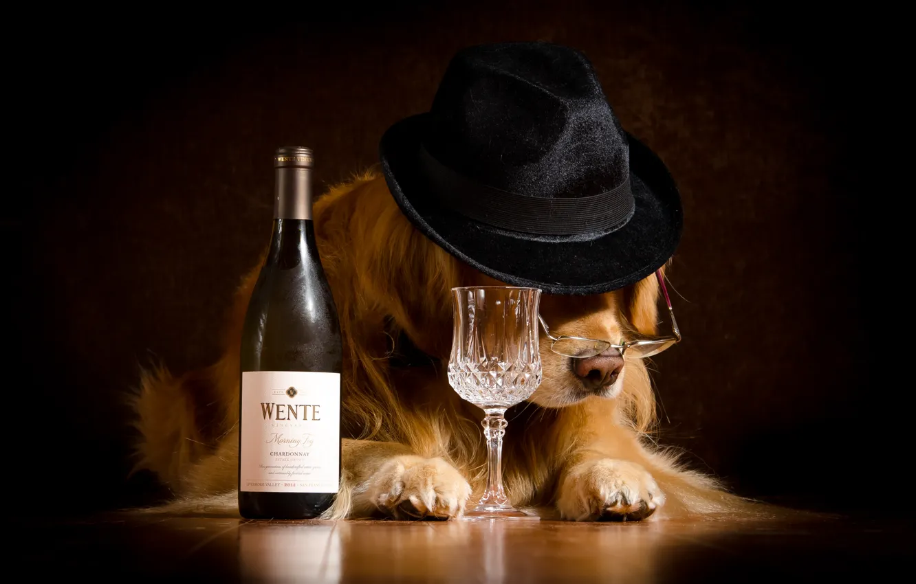 Photo wallpaper mood, wine, bottle, humor, hat, glasses, glass, Retriever