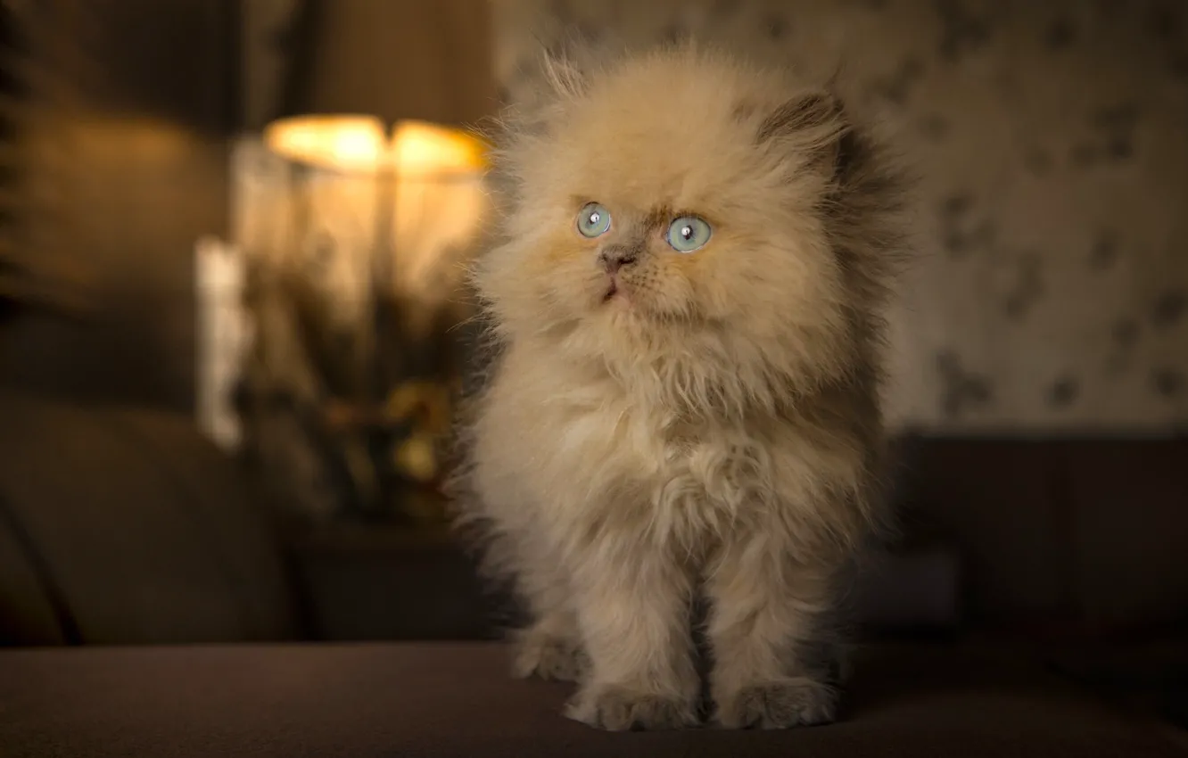 Photo wallpaper fluffy, red, kitty, blue eyes, ginger kitten