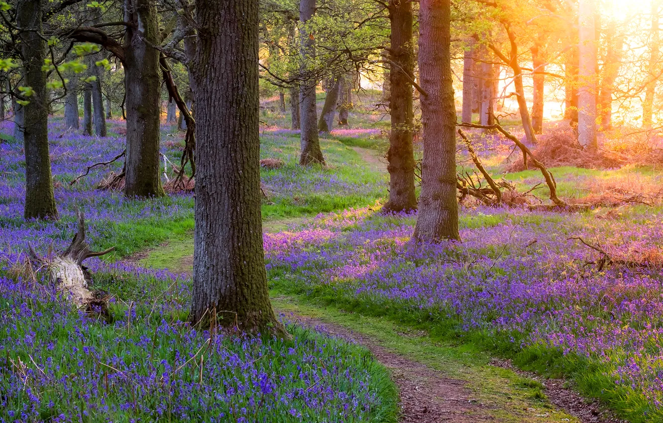 Photo wallpaper forest, grass, trees, flowers, spring, Scotland, path