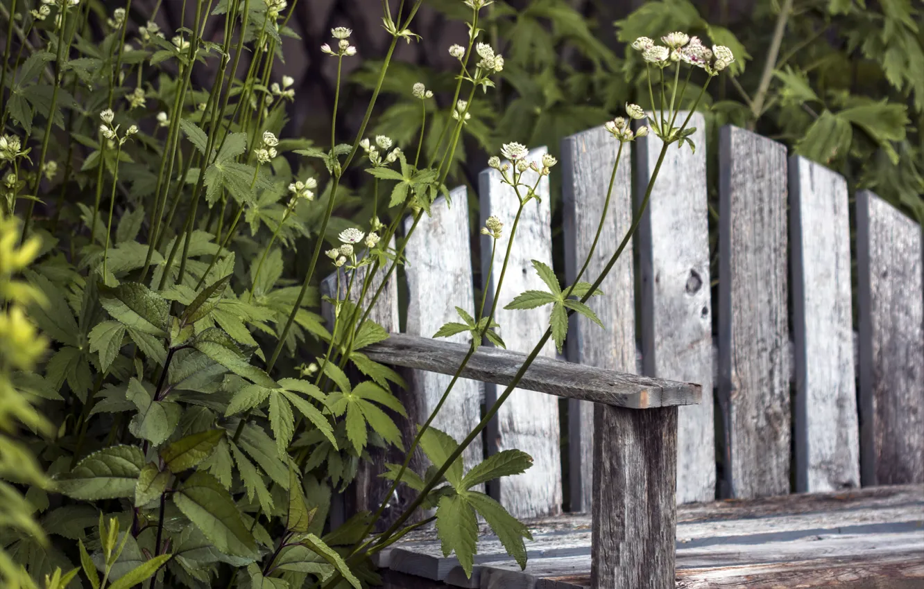 Photo wallpaper grass, nature, bench