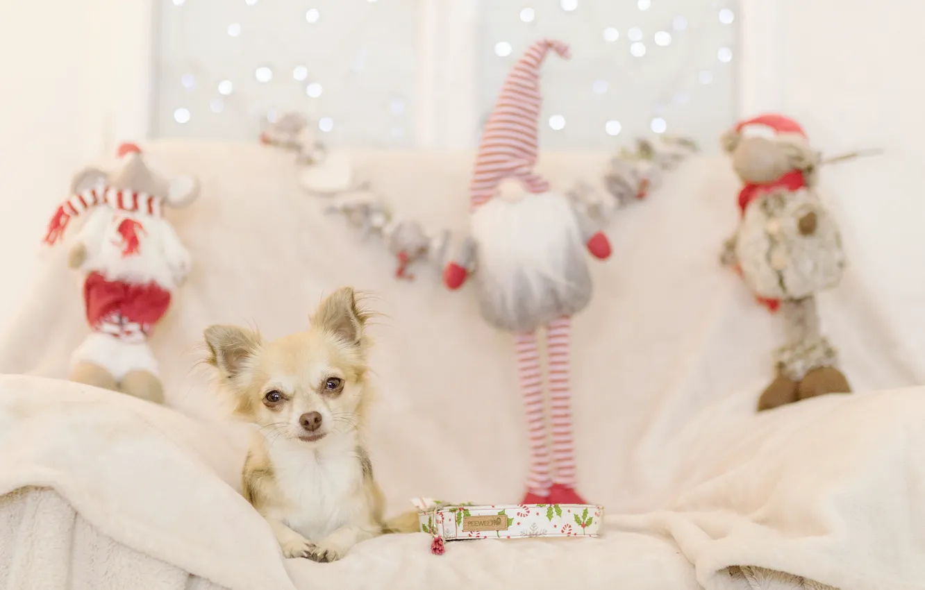 Photo wallpaper holiday, new year, dog, gifts, dog, Chihuahua
