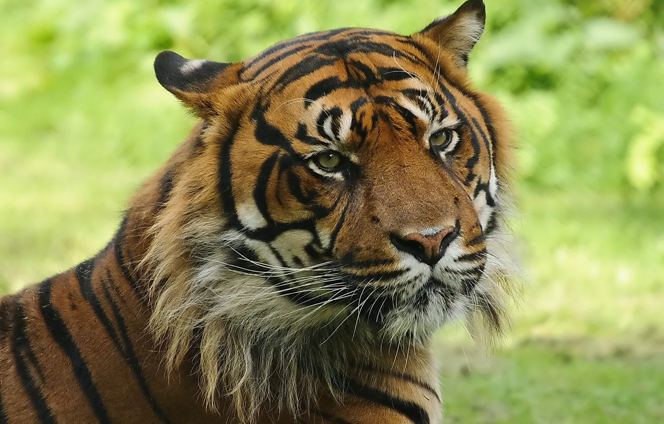 Photo wallpaper face, tiger, tabby cat