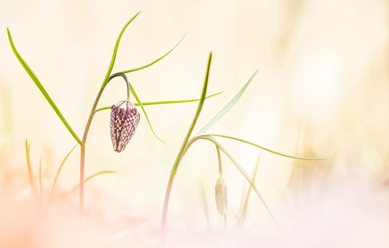 Photo wallpaper flower, macro, background