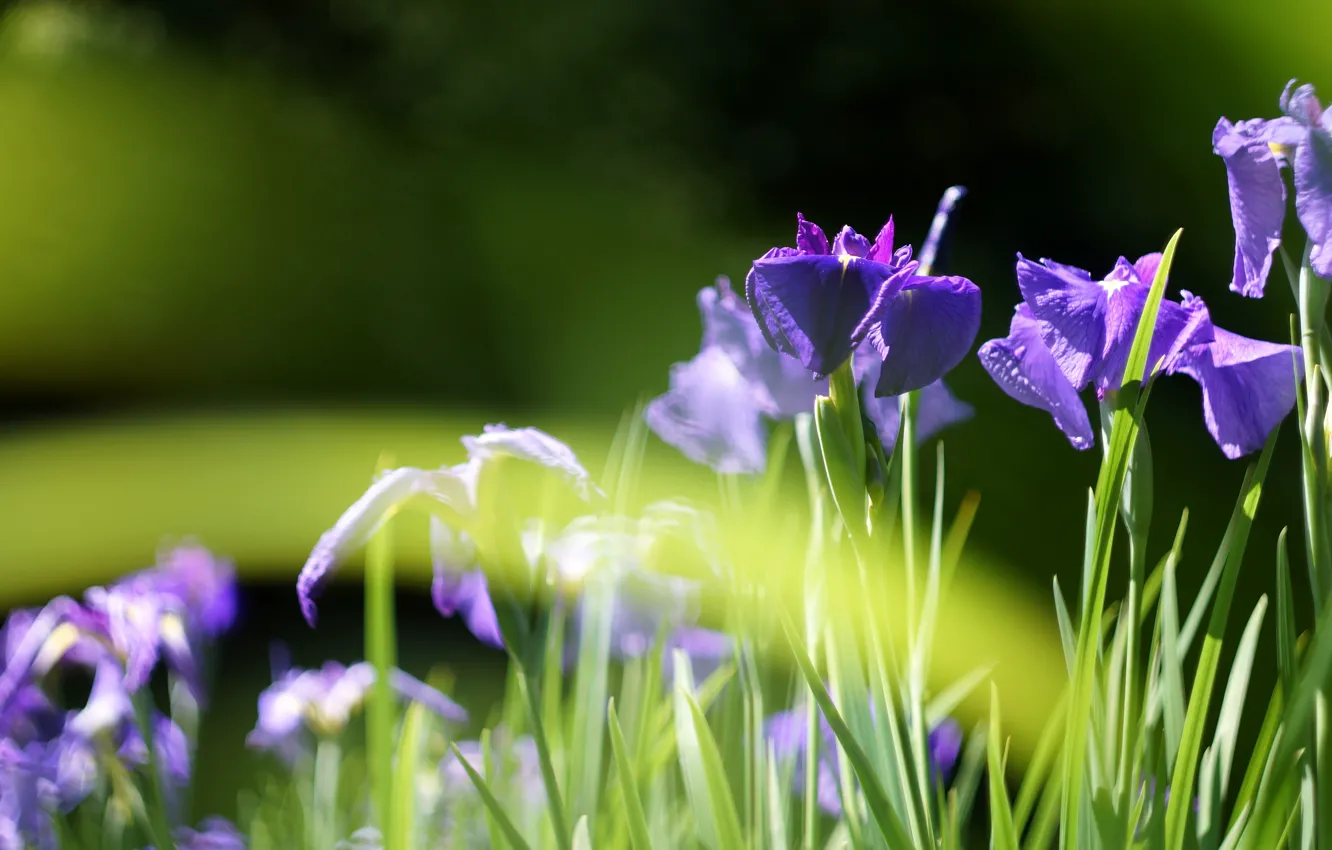Photo wallpaper greens, purple, leaves, light, flowers, the dark background, spring, bokeh